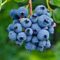 BLUEBERRIES