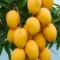 Banginapalle Mangoes 1 Kg