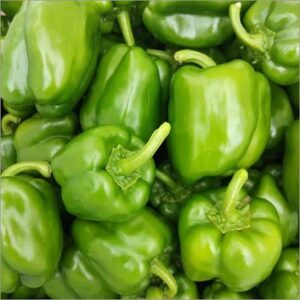 CAPSICUM GREEN 1 KG