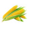 sweet corn 1 pc