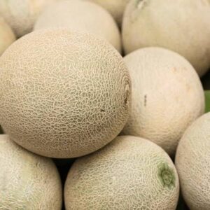 Musk Melon