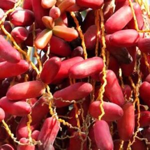 DATES RED