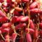 DATES RED