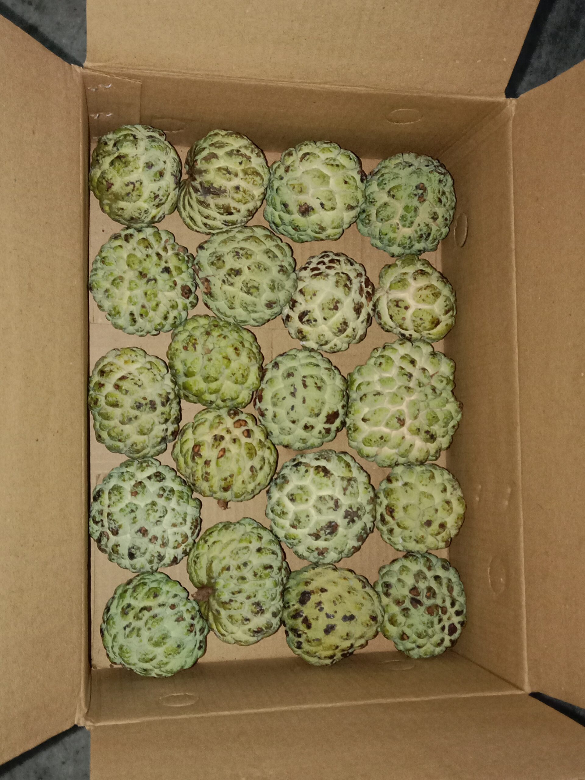 Custard Apple 2.5 KG Box - Image 2