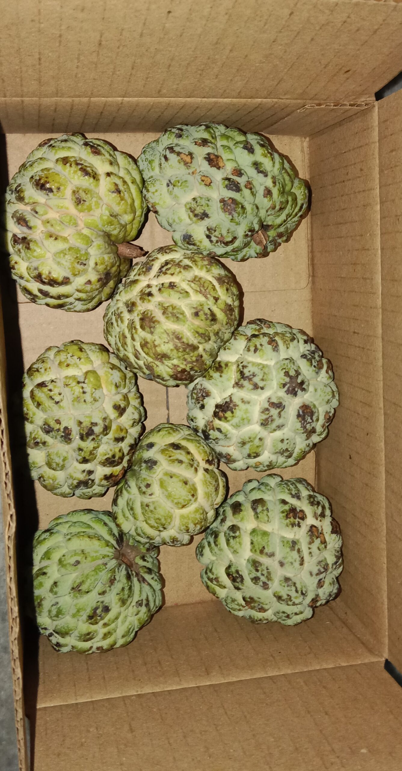 Custard Apple 1 KG Box
